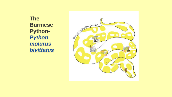 Burmese Python by Lily M.