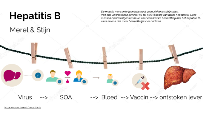 Hepatitis B By Stijn Sips On Prezi