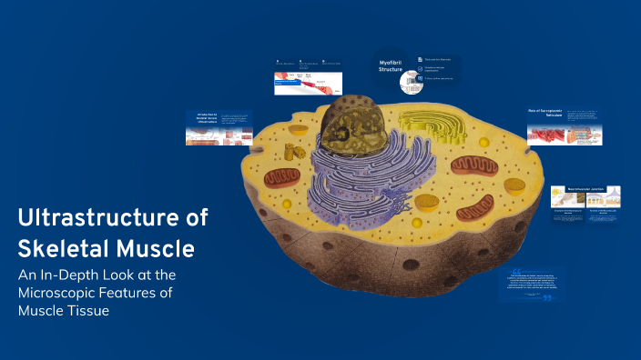 Ultrastructure of Skeletal Muscle by Ahmad Nawaz on Prezi