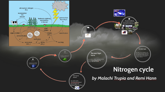 Nitrogen cycle by Malachi T on Prezi