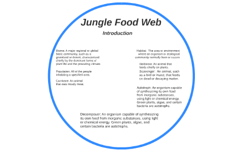 Jungle Food Web by Cristobal Bedoya