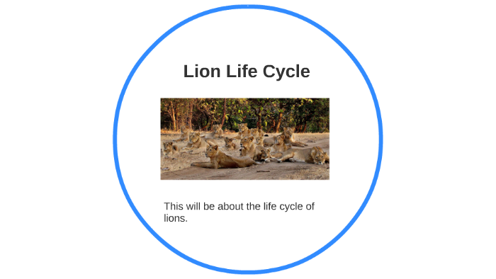 Lion Life Cycle Diagram