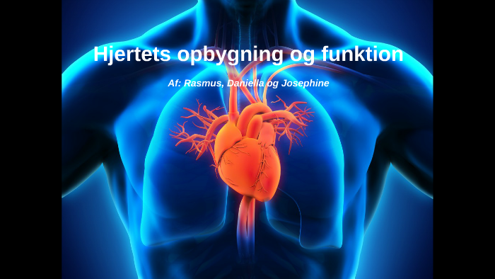 Hjertets opbygning by Josephine Damgaard