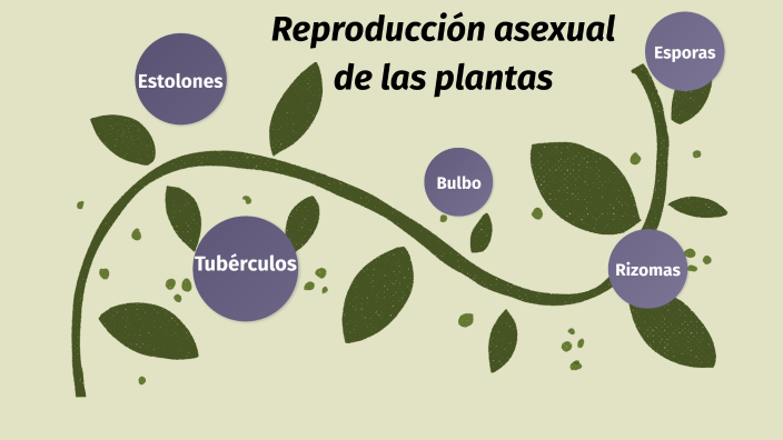 Reproducción asexual de las plantas by Cerca del aula