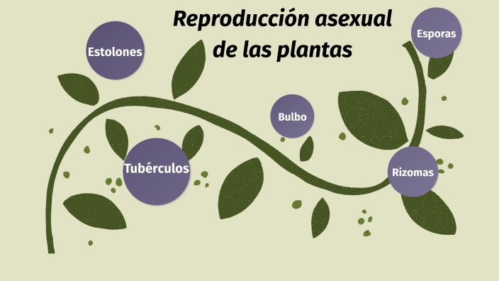 reproduccion asexual en humanos