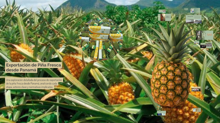 Simulación de un Proceso Real de Exportación de Piña Fresca desde ...