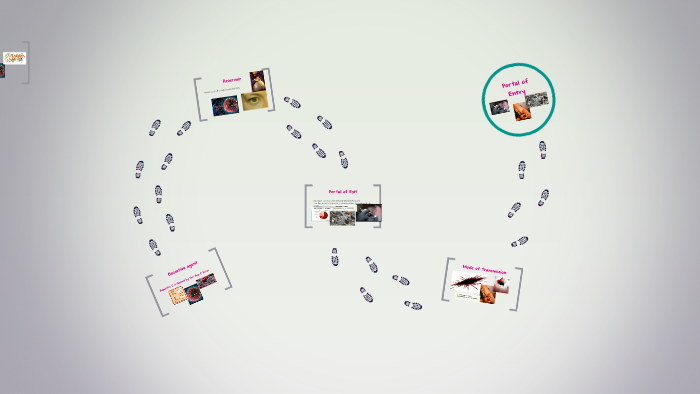Chain of Infection by on Prezi