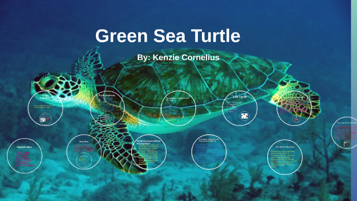 Green Sea Turtle by kenzie cornelius on Prezi