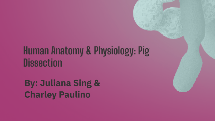 Human Anatomy & Physiology: Pig Dissection by charley paulino on Prezi