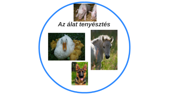 Az álat tenyésztés by Bálint Albert