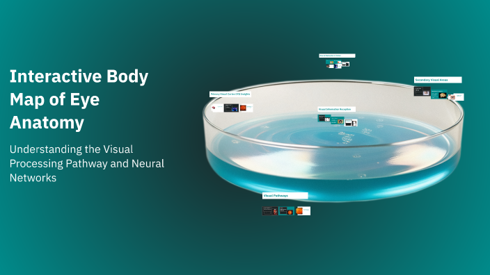 Interactive Body Map of Eye Anatomy by Luca Makarigakis on Prezi