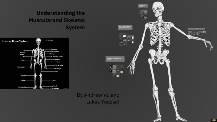Understanding the Skeletal System by Andrew Vux on Prezi