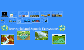 aquatic biome ecosystem aquatic biome ecosystem