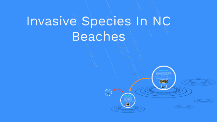 invasive-species-in-nc-beaches-by-ian-tomblin