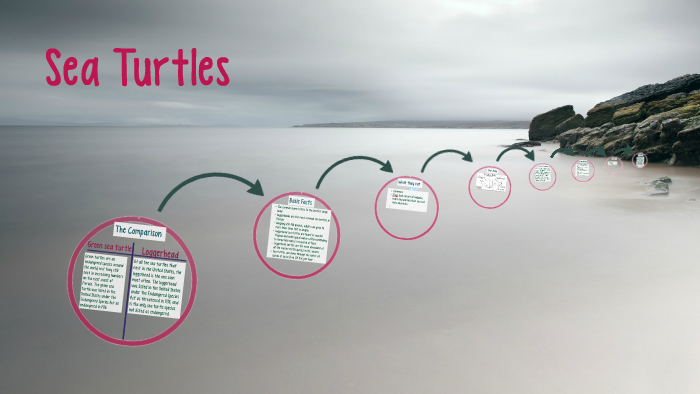 Sea Turtles by Gabrielle Smith on Prezi