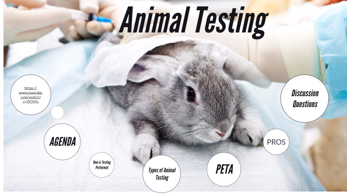 Animal Testing by Ashley Novis