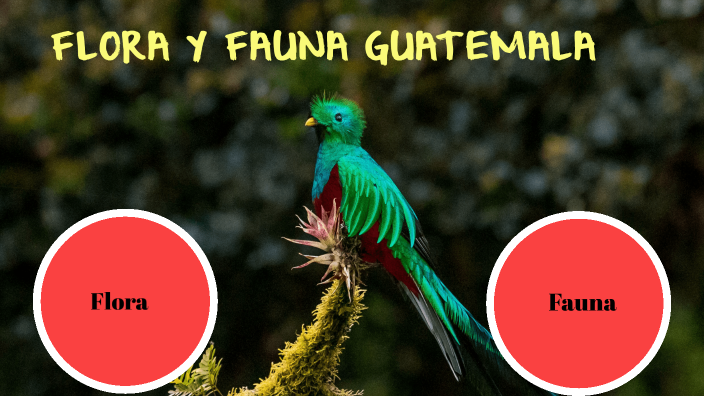 Flora Y Fauna De Guatemala By Kris Ajin On Prezi