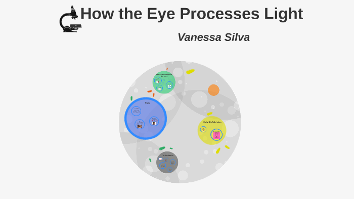 How the Eye Processes Light by Vanessa Silva on Prezi