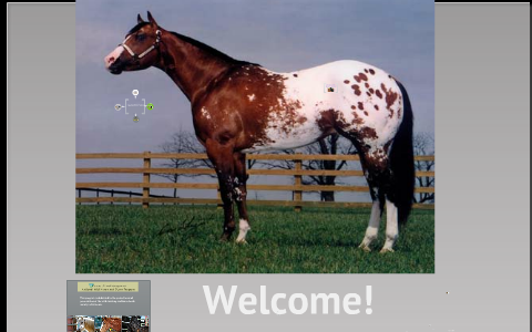 Appaloosa Horses and The Bureau of Land Management Wild Horse Adoption ...