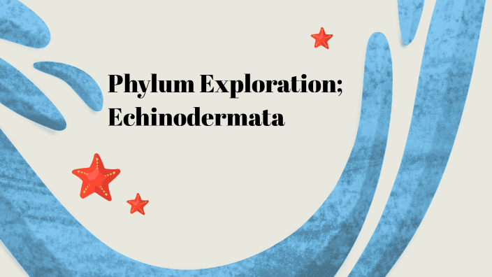 Phylum Exploration; Echinodermata by Namal Zehra on Prezi
