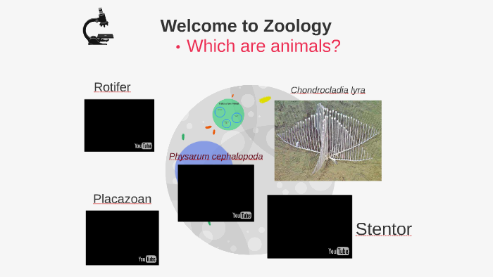 Welcome to Zoology by Peggy Wright on Prezi