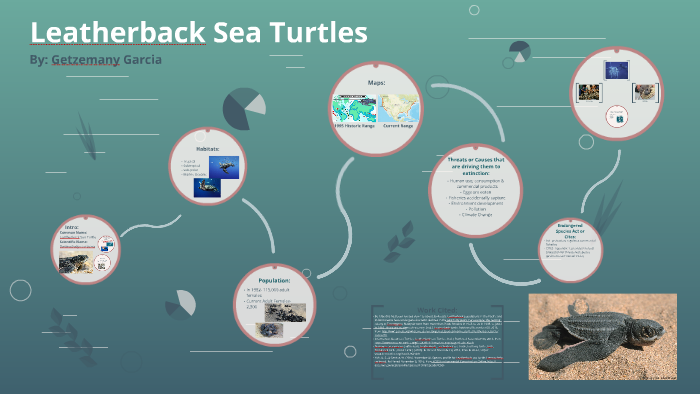 Leatherback Sea Turtles by Getzemany Garcia on Prezi