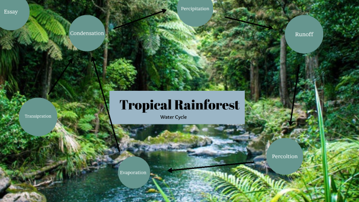 Tropical Rainforest by Olivia Eckert on Prezi