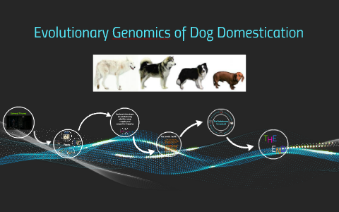 Evolutionary Genomics Of Dog Domestication By Sharan Minhas