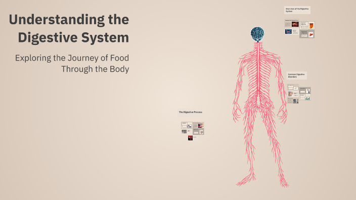 Understanding the Digestive System by U Jar on Prezi