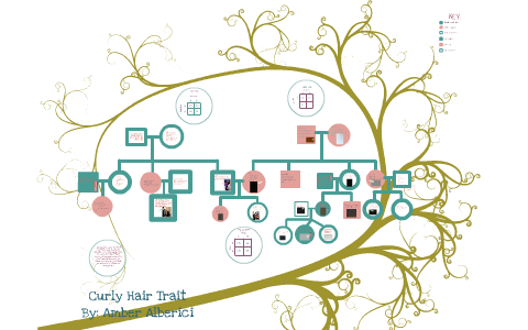 Curly Hair Family Pedigree Chart By Amber Alberici On Prezi