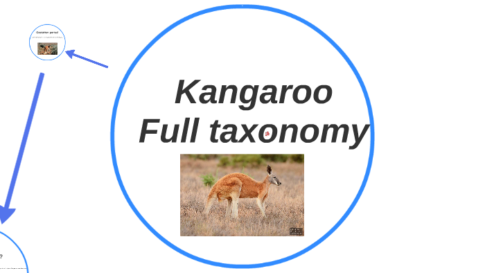 Kangaroo Full taxonomy by Joshua Hannibal on Prezi