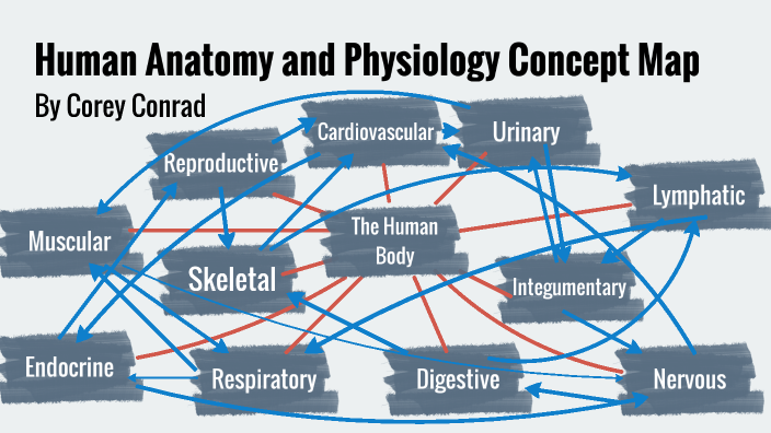 Human Body Concept Map by COREY CONRAD on Prezi