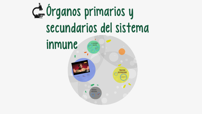Órganos primarios y secundarios del sistema inmune by on Prezi