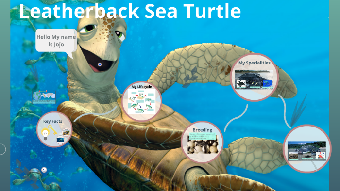 Leatherback Sea Turtle by Nasrullah Shakil on Prezi