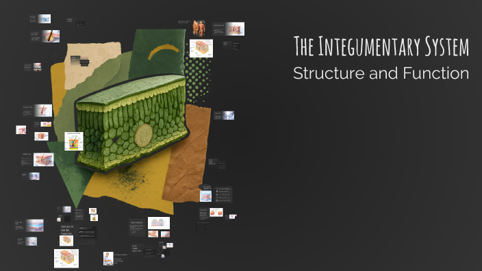 The Integumentary System 1 by tammy King on Prezi