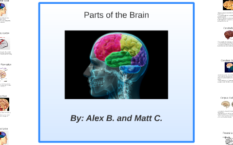 Parts of the Brain by Alex Baker on Prezi