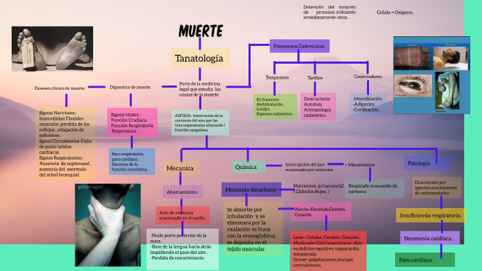 MAPA CONCEPTUAL. . by guadalupe vega on Prezi Next