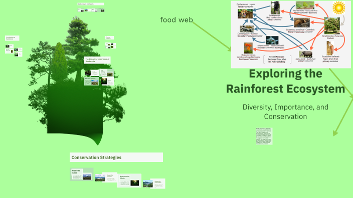 Exploring the Rainforest Ecosystem by DYLAN LANE on Prezi