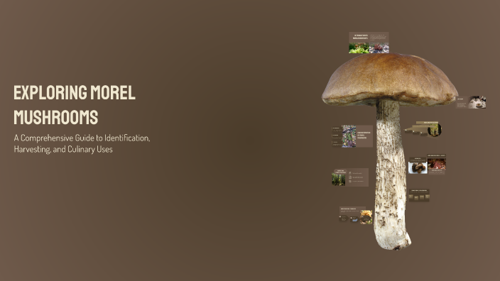Exploring Morel Mushrooms by Spencer Perdew on Prezi