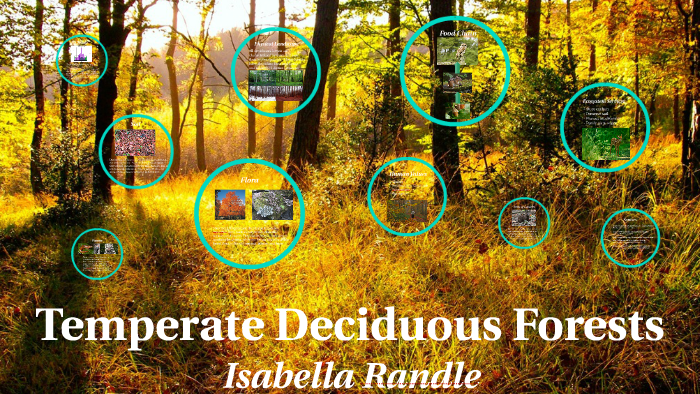 Temperate Deciduous Forest by Bella Randle on Prezi