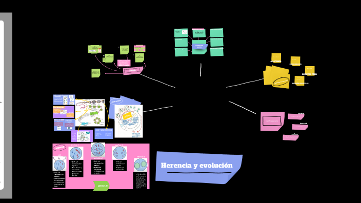ciclo celular by Sofia Martinez on Prezi