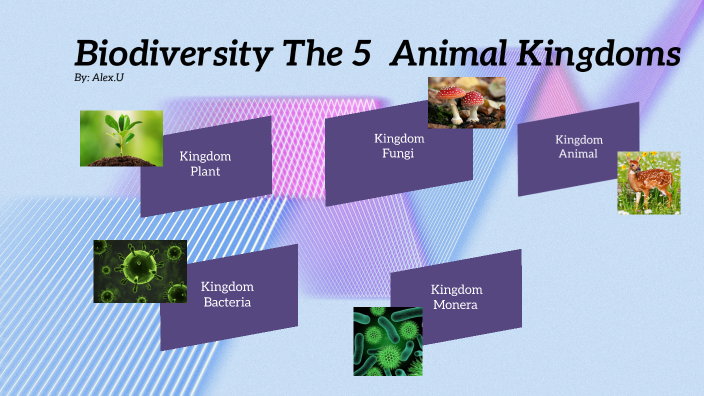 The 5 Animal Kingdoms - Alex.U by Alex Uchida on Prezi