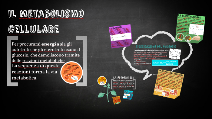 Il Metabolismo Cellulare By Gaia Rapisarda