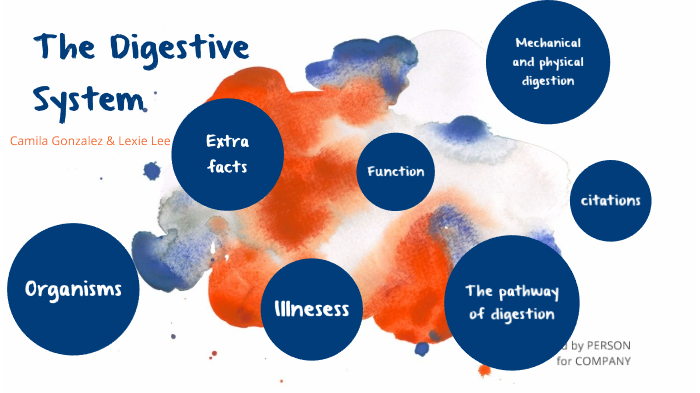 the digestive system by Camila Gonzalez on Prezi
