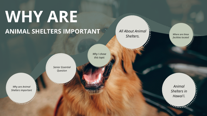 why-are-animal-shelters-important-by-cole-souza