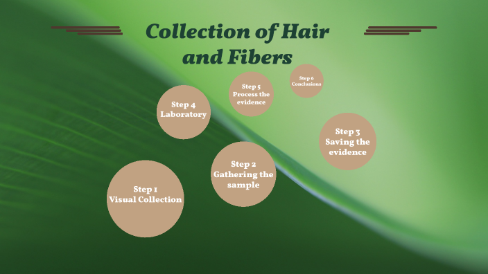 Hair And Fibers Review Worksheet Answers