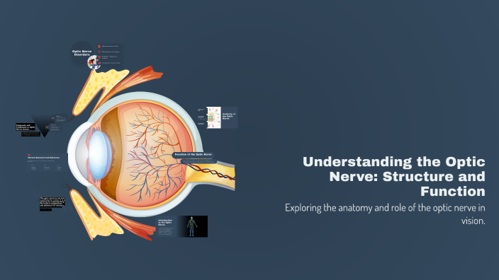 Understanding the Optic Nerve: Structure and Function by Qoot Qloopesv ...