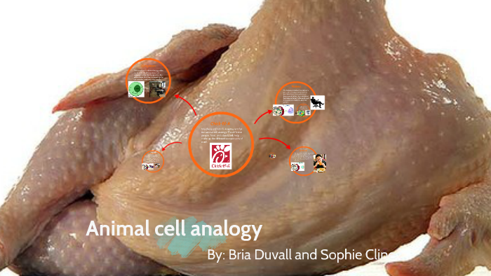 Animal cell analogy by Bria Duvall on Prezi