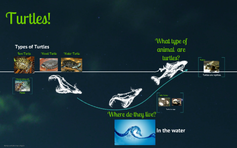 All About Turtles by Mandy Whyte on Prezi