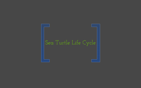 Sea Turtle Life Cycle by Amber Juarez on Prezi